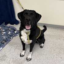 Thumbnail photo of *Hamburguesa* #1