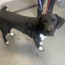 Thumbnail photo of *Hamburguesa* #2