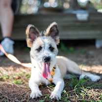 Thumbnail photo of Cookie #1