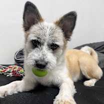 Thumbnail photo of Cookie #2