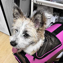 Thumbnail photo of Cookie #4