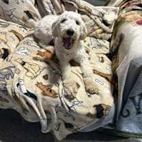 Thumbnail photo of Rosie #1