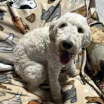 Thumbnail photo of Rosie #2