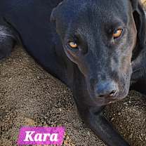 Thumbnail photo of Kara #2