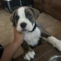 Thumbnail photo of Mandu #4