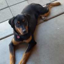 Thumbnail photo of Cookie #1