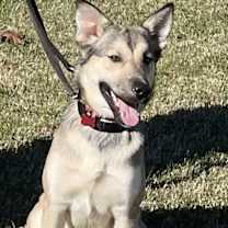 Thumbnail photo of BAILEY #2