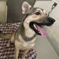 Thumbnail photo of BAILEY #3