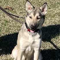 Thumbnail photo of BAILEY #4