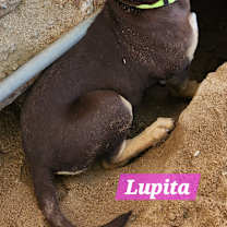 Thumbnail photo of Lupita #2