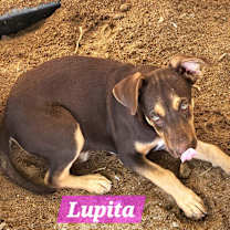Thumbnail photo of Lupita #3