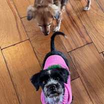 Thumbnail photo of Sol #2