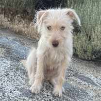 Thumbnail photo of Krypto #1