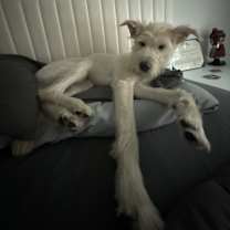 Thumbnail photo of Maddux #3