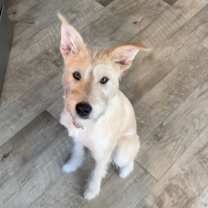 Thumbnail photo of Maddux #4