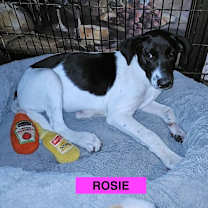 Thumbnail photo of ROSIE #2