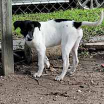 Thumbnail photo of ROSIE #4