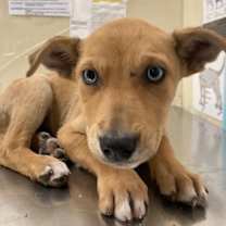 Thumbnail photo of Tiny Tim #3