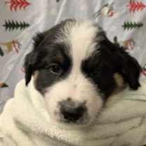 Thumbnail photo of Wicander #1