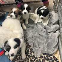 Thumbnail photo of Wicander #2