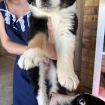 Thumbnail photo of Wicander #3