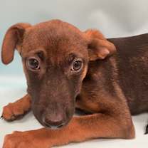 Thumbnail photo of Joannie #1