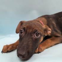 Thumbnail photo of Joannie #3