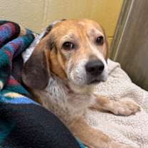 Thumbnail photo of Snoopy #3