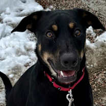 Thumbnail photo of Ace #1