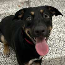 Thumbnail photo of Ace #2