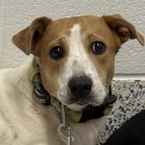 Thumbnail photo of Charlie #2