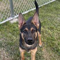 Thumbnail photo of RINGO #1