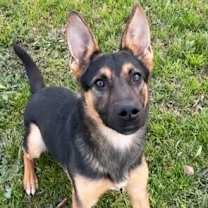 Thumbnail photo of RINGO #2