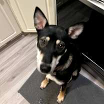 Thumbnail photo of Nicky #1