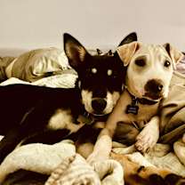 Thumbnail photo of Nicky #3