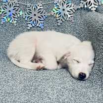 Thumbnail photo of Feta #2