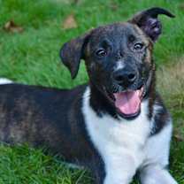 Thumbnail photo of Boots #4