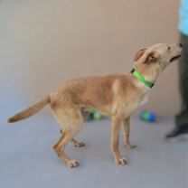 Thumbnail photo of Angel #2