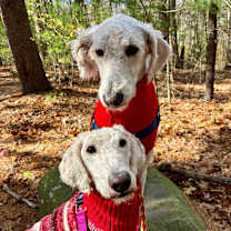 Thumbnail photo of Agneau & Gigot (Courtesy Posting) #1