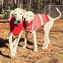 Thumbnail photo of Agneau & Gigot (Courtesy Posting) #3