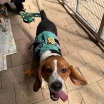 Thumbnail photo of Stymie #3