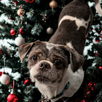 Thumbnail photo of Poptart  #1