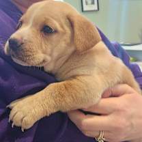 Thumbnail photo of Lainey #4