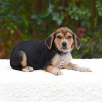 Thumbnail photo of Alchemy #1