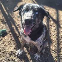 Thumbnail photo of Scarlet - Prettiest Sky Blue Eyes!  #2