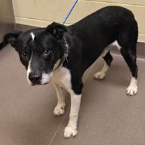 Thumbnail photo of Ebenezer #2