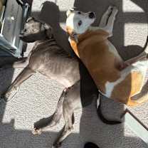 Thumbnail photo of Toby #4