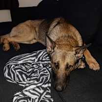 Thumbnail photo of Durango #1