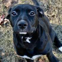 Thumbnail photo of Puck #1