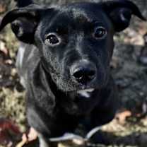 Thumbnail photo of Puck #2